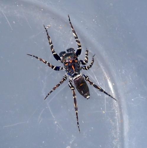 Cyrba ocellata